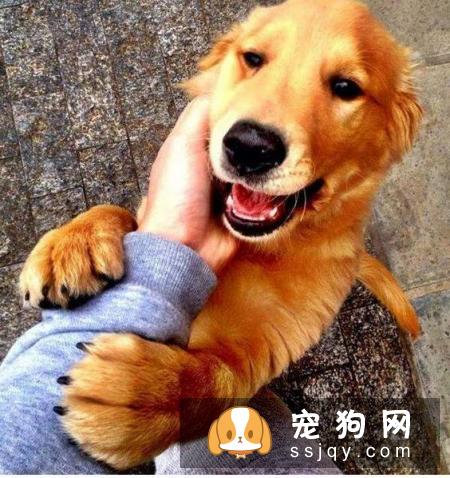 不适合养狗狗的人有哪些？