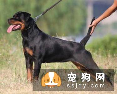 城市人能养罗威纳犬吗？罗威纳犬好不好养？