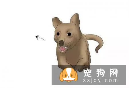 狗狗总是无缘无故乱叫是怎么回事？