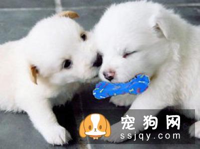 狗狗掉毛的六大原因与建议
