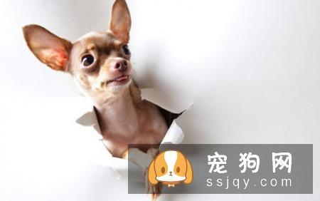 吉娃娃厌食不吃东西怎么办?