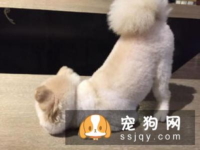 给博美做美容的时候需要注意什么