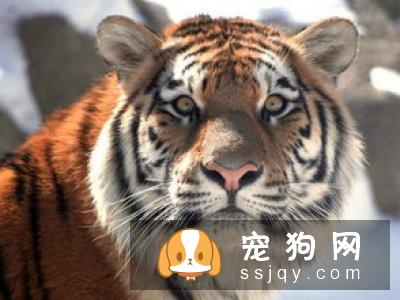 你知道有种动物叫豹猫（孟加拉猫）吗？