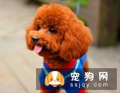 不适合养狗狗的人有哪些？