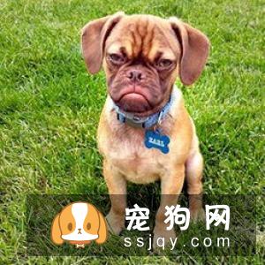 什么狗，最容易掉毛？