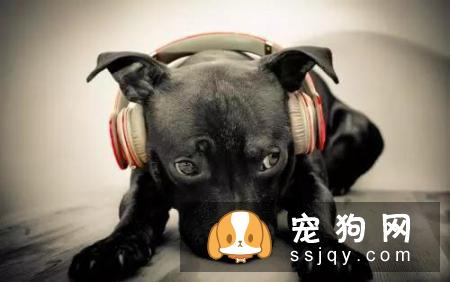 狗狗和主人亲近是什么原因？
