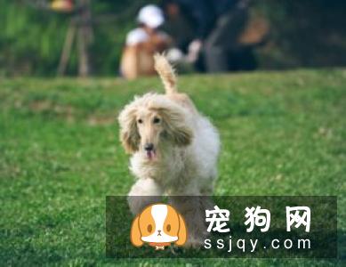 银狐犬的训练技巧有哪些呢