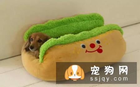 宠物究竟需不需要穿衣服呢?答案:万事无绝对嘛当然,除了你家娃很可爱