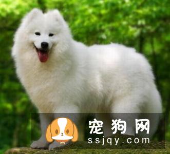 银狐犬的训练技巧有哪些呢
