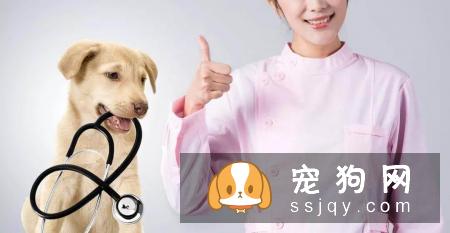 绝育和不绝育各有利弊,到底要不要给毛孩绝育呢?