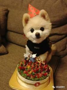 为救爱犬小男孩摆摊卖玩具 狗狗比任何玩具都要重要！