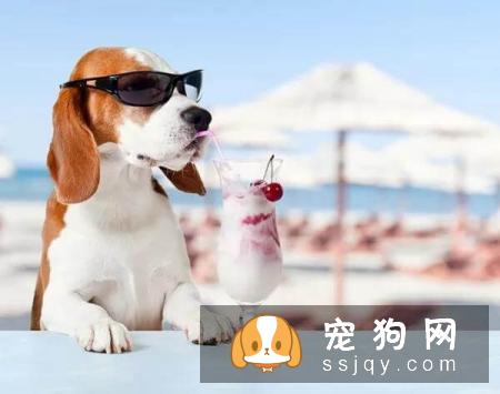 天气炎热 | 狗狗天生会游泳？
