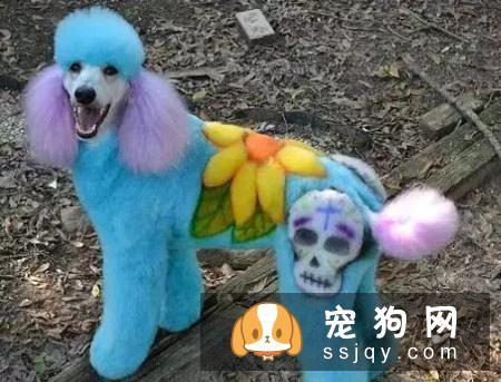别拿无知当真爱，这种行为会害死你的狗