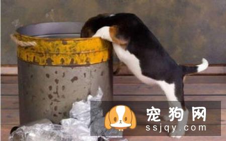 狗狗讨厌哪些味道么?宠仔圈社交电商平台,你中了几招!