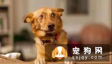 为什么主人惩罚狗的时候，它都不会反抗呢？