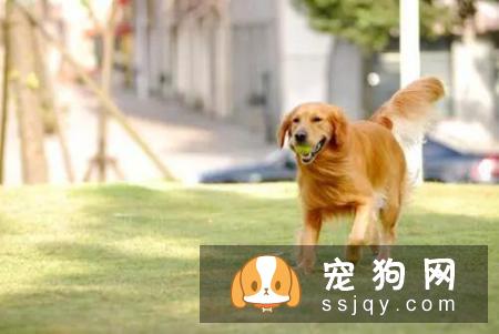 狗狗为什么要做绝育？狗狗绝育的8大好处！
