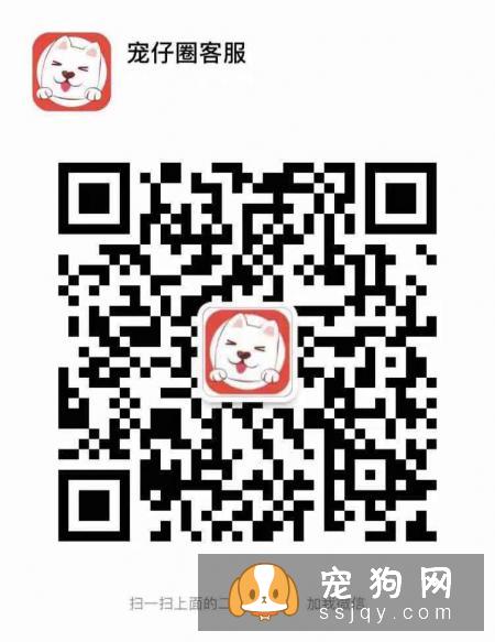 狗狗为什么害怕去宠物店?可能是这几种原因!宠仔圈社交电商平台!