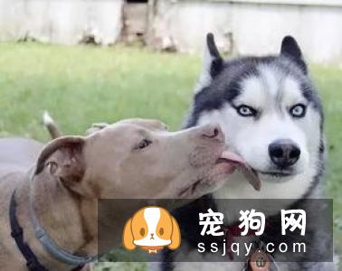 狗狗智商VS猫咪智商，究竟谁比较聪明？