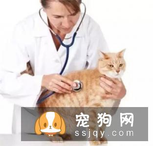 宠物衰老都有哪些症状，应该怎么养护？