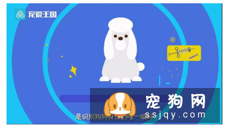 想买纯种犬太难,总是被狗贩子坑?CKU为狗狗打造了五大神器