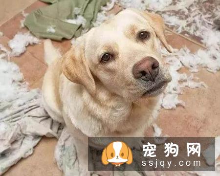 狗狗叹气是什么原因？