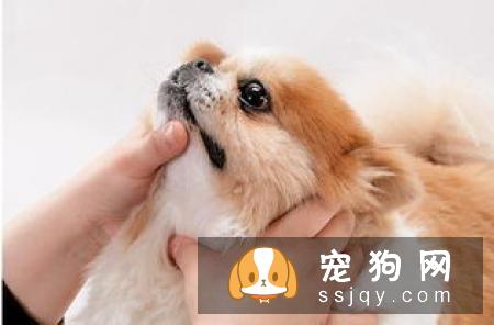狗狗吃了驱虫药后的不良反应 小狗驱虫会遇到哪些问题