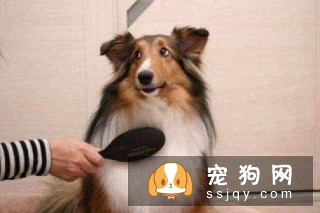 夏季警惕狗狗皮肤瘙痒，来看这些治疗方法！