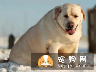 宠物肥胖的原因有哪些?宠仔圈社交电商平台,铲屎官大升级啦!