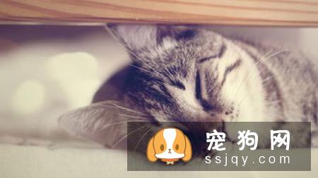 猫咪狗狗喜欢的“摸头杀”，还有一层别的意义！