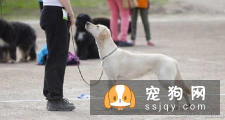 宠仔圈:10大狗狗健康警示信号:呼吸困难当爱宠你变得呼吸困难!