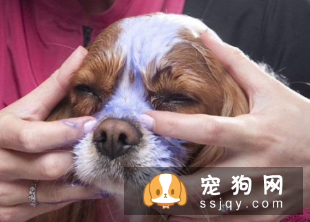 狗狗的面部怎么护理？狗狗面部护理三步法