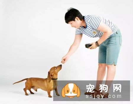 训狗必须掌握的这些基础口令训练，不要再教错了！