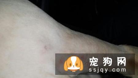 夏季警惕狗狗皮肤瘙痒，来看这些治疗方法！