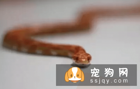什么宠物认主，最认主的宠物排行榜