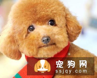 狗狗吃了驱虫药后的不良反应 小狗驱虫会遇到哪些问题