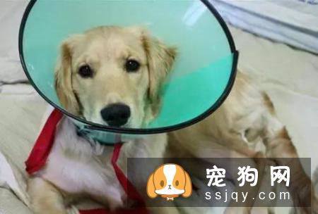 狗狗为什么要做绝育？狗狗绝育的8大好处！