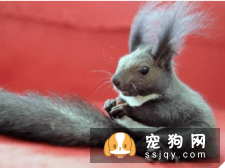 什么宠物认主，最认主的宠物排行榜