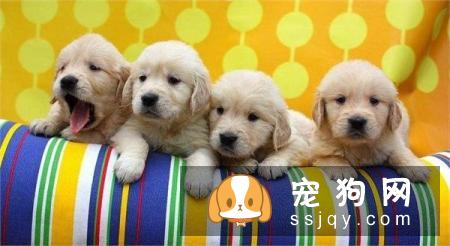 宠物交易平台哪家比较好?主人应该去哪里买狗买猫呢？