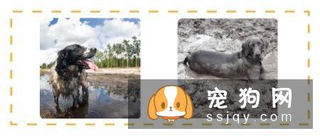 歪头杀,笑颜杀和打滚杀并称小狐狸精狗的三大绝技!