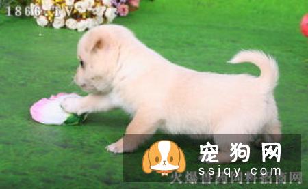 如果狗狗患上抑郁症，你该如何治愈它？