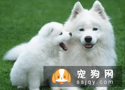 有哪些宠物比较粘人，排名前20的粘人宠物排行榜！
