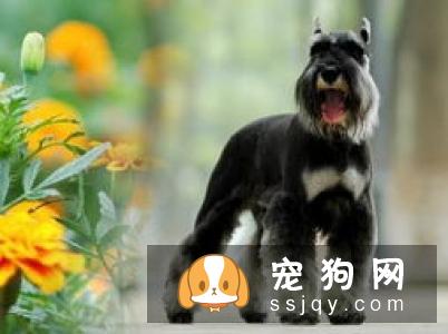 狗狗能吃的食物，有哪些？