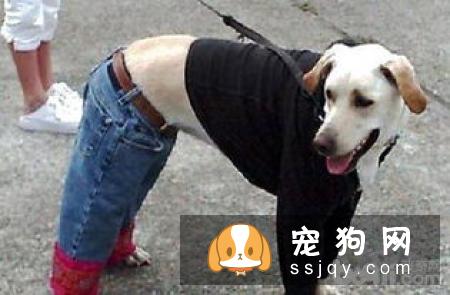 宠物究竟需不需要穿衣服呢?答案:万事无绝对嘛当然,除了你家娃很可爱