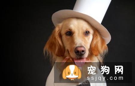 狗狗的鼻子褪色是什么原因？