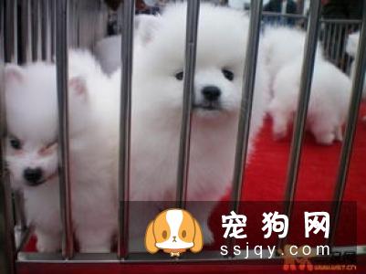 学会怎么科学喂养， 你的拉布拉多离赛级犬不远了