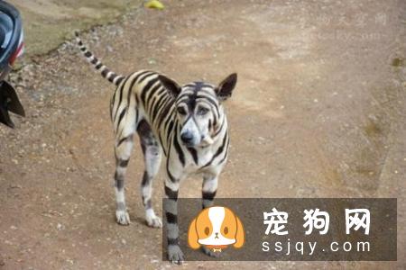 狗狗为什么喜欢打架？狗狗打架的原因是什么？