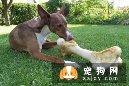 狗狗能吃骨头吗?新手家长必知的4个误区!你都知道吗?