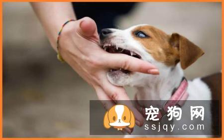 狗狗护食行为跟主人有很大的关系，应该如何改善？