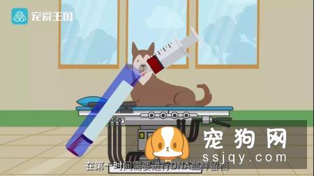 想买纯种犬太难,总是被狗贩子坑?CKU为狗狗打造了五大神器