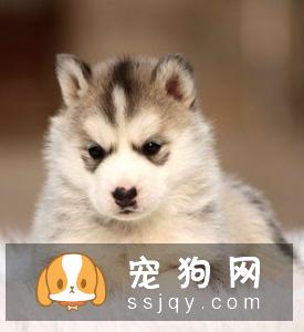 狗狗不吃药怎么办，怎么才能让狗狗乖乖吃药？